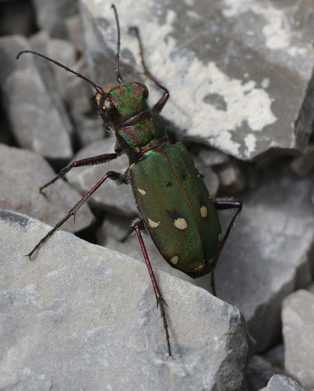 Cincindela campestris?